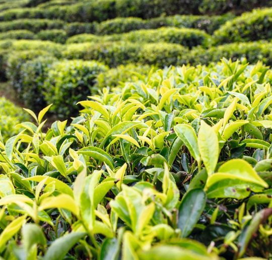 Fig.1: Extreme wether can affect the quality of tea leaves, as american scientists points out. Fig.1: Extreme wether can affect the quality of tea leaves, as american scientists points out.