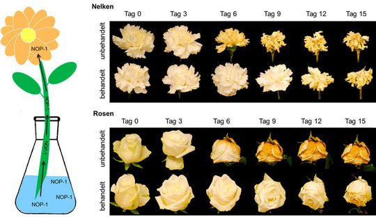 Links: Die Schnittblumen erhalten das synthetische Peptid NOP-1 über das Gießwasser. Rechts: Zeitreihe mit fortschreitender Verwelkung am Beispiel von Nelken (oben) und Rosen (unten). Während unbehandelte Nelken bereits nach sechs Tagen verwelkt sind, sehen mit NOP-1 behandelte Nelken nach neun Tagen immer noch frisch aus. Rosen, die NOP-1 aufgenommen haben, zeigen ebenfalls eine verzögerte Seneszenz von drei bis sechs Tagen.