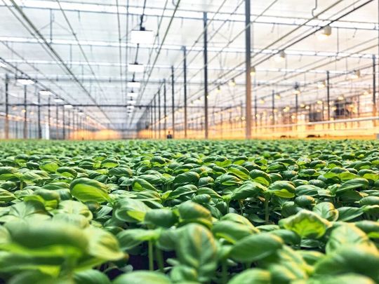 Weiße Vollspektrum-LEDs von Nichia ermöglichen im Gegensatz zu anderen Leuchten eine beinahe exakte Nachbildung des natürlichen Sonnenlichts. Weiße Vollspektrum-LEDs von Nichia ermöglichen im Gegensatz zu anderen Leuchten eine beinahe exakte Nachbildung des natürlichen Sonnenlichts.