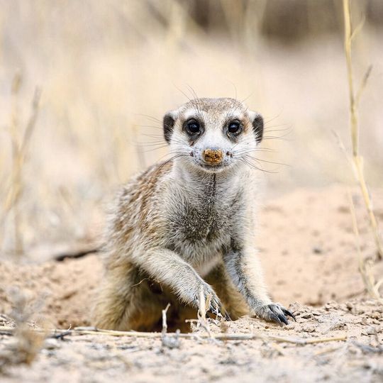 Von Erdmännchen wie diesem wurden zwischen 1997 und 2016 monatlich vom Kalahari Meerkat Project detaillierte Daten erhoben. Von Erdmännchen wie diesem wurden zwischen 1997 und 2016 monatlich vom Kalahari Meerkat Project detaillierte Daten erhoben.