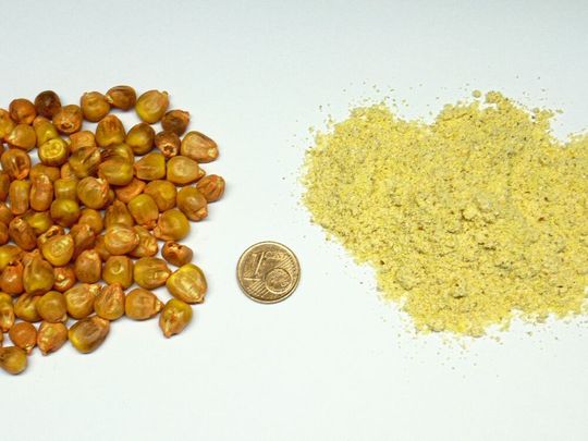 Abb.1: Gebeizter Mais als Ausgangsmaterial (l.) und nach der Probenvorbereitung mit der Pulverisette 14 (r.).