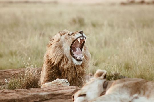 Echte Leader zeichnen sich nicht unbedingt durch eine hohe Position aus, sondern auch durch selbstsichere Kommunikation. Echte Leader zeichnen sich nicht unbedingt durch eine hohe Position aus, sondern auch durch selbstsichere Kommunikation.
