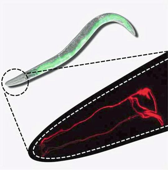Der Geruchssinn des Fadenwurms C. elegans ist abhängig von olfaktorischen Nervenzellen (rot); Ein Funktionsverlust der Geruchswahrnehmung führt zu Störungen im Recyclingsystem des Darms, was durch die Anhäufung von Grün-fluoreszierendem Protein (GFP) visualisiert wird.