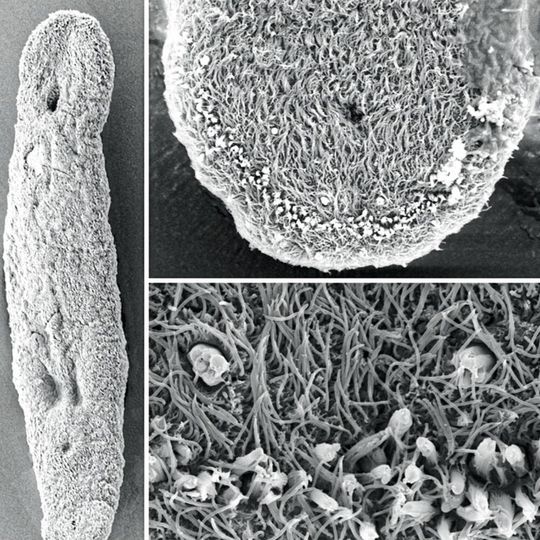 Forscher der Uni Innsbruck konnten erstmals den Klebemechanismus in den Klebeorganen des nur 1,3 Millimeter großen Plattwurms Macrostomum lignano entschlüsseln. Forscher der Uni Innsbruck konnten erstmals den Klebemechanismus in den Klebeorganen des nur 1,3 Millimeter großen Plattwurms Macrostomum lignano entschlüsseln.