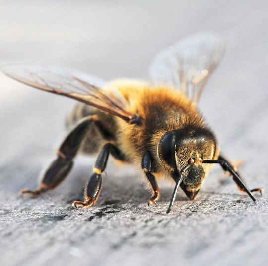 Intensive Landwirtschaft stellt für Wildbienen ein Problem bei der Nahrungssuche dar. Intensive Landwirtschaft stellt für Wildbienen ein Problem bei der Nahrungssuche dar.
