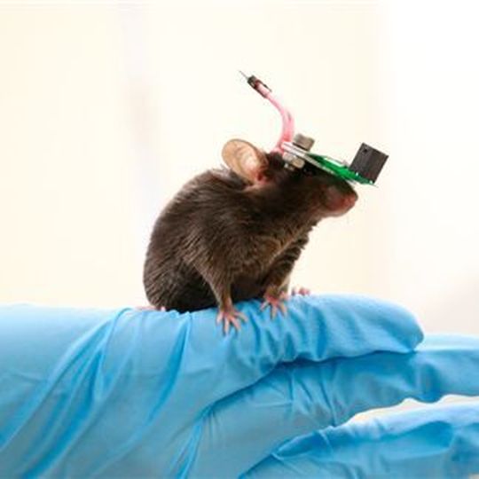 The miniature transducer for the transcranial ultrasound of a freely-moving mouse. The miniature transducer for the transcranial ultrasound of a freely-moving mouse.