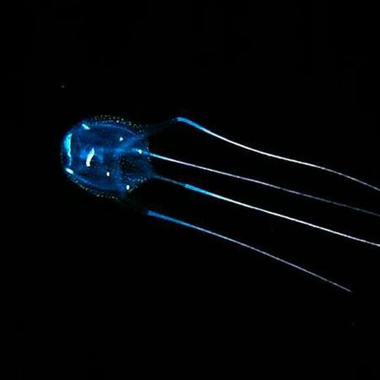 Wissenschaftler der Universität Bonn haben ein Gen aus der Würfelqualle Carybdea rastoni (s. Bild) in Mäuse eingebracht. Das Herz der Nager ließ sich danach durch Lichtreize gezielt steuern. Wissenschaftler der Universität Bonn haben ein Gen aus der Würfelqualle Carybdea rastoni (s. Bild) in Mäuse eingebracht. Das Herz der Nager ließ sich danach durch Lichtreize gezielt steuern.