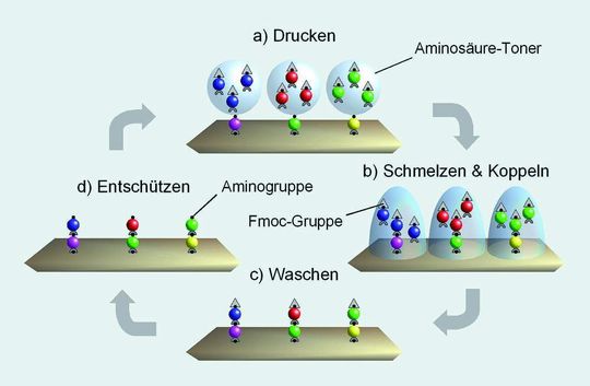 Abb. 1 Schema des Laserdruck- und Kopplungsvorgangs in Tonerpartikel eingebetteter Fmoc-Aminosäure-OPfp Ester. Wiederholte Kopplungszyklen ergeben einen Peptidarray. Abb. 1 Schema des Laserdruck- und Kopplungsvorgangs in Tonerpartikel eingebetteter Fmoc-Aminosäure-OPfp Ester. Wiederholte Kopplungszyklen ergeben einen Peptidarray.