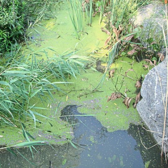 Die Wasserlinse, auch Entengrütze genannt, bevorzugt ruhige Gewässer. Die Wasserlinse, auch Entengrütze genannt, bevorzugt ruhige Gewässer.