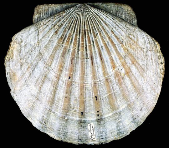 enn sich die Meerestemperatur während der letzten 66 Millionen Jahre innerhalb von zwei Millionen Jahren besonders schnell änderte, starben überdurchschnittlich viele Muschelgattungen aus (im Bild: ausgestorbene Muschelart Oopecten gigas). enn sich die Meerestemperatur während der letzten 66 Millionen Jahre innerhalb von zwei Millionen Jahren besonders schnell änderte, starben überdurchschnittlich viele Muschelgattungen aus (im Bild: ausgestorbene Muschelart Oopecten gigas).