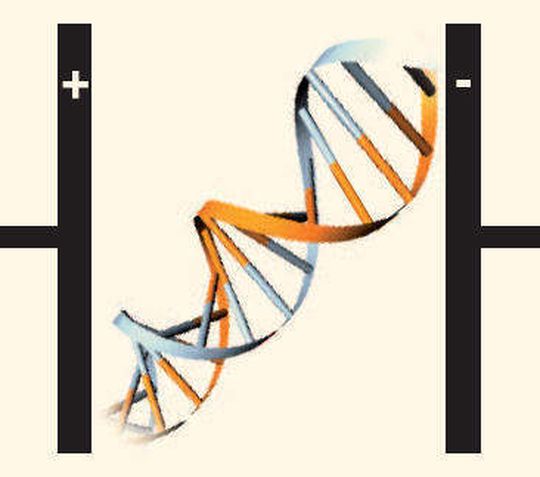Alternativ zur Fluoreszenzdetektion lassen sich spezifische DNA-Sequenzen mit elektrochemischen DNA-Sensoren nachweisen. Alternativ zur Fluoreszenzdetektion lassen sich spezifische DNA-Sequenzen mit elektrochemischen DNA-Sensoren nachweisen.