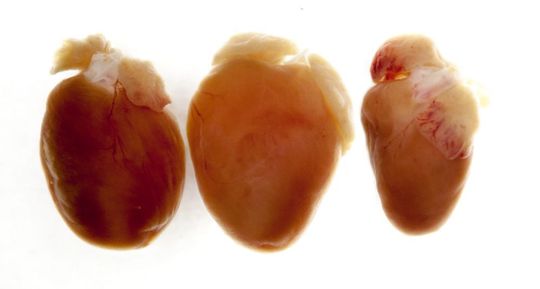 Die Genveränderung hinterlässt Spuren, die selbst mit dem bloßen Auge erkennbar sind. Links ist ein normales Herz zu sehen, in der Mitte eines von Mäusen, die kein Titin mehr herstellen konnten und so ein vergrößertes Herz hatten, das sich nicht mehr richtig füllen und nicht richtig pumpen konnte (dilative Kardiomyopathie). Rechts sieht man das Herz von Mäusen, die nur ein verkürzetes Titin herstellten, bei dem das Ende nicht mehr richtig verankert werden kann und deren Herz dadurch verkleinert war (atroph)