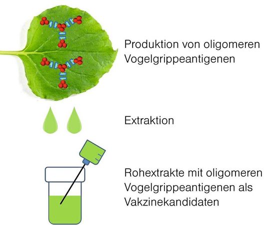Produktion von Vogelgrippeantigenoligomeren in Blättern der Tabakpflanze N. benthamiana. Hämagglutininoligomere (Nukleinsäure-freie Proteine) von Vogelgrippevarianten werden durch transiente Expression in Blättern von Nicotiana benthamiana produziert und extrahiert. Die Rohextrakte werden zur Vakzinierung verwendet. Produktion von Vogelgrippeantigenoligomeren in Blättern der Tabakpflanze N. benthamiana. Hämagglutininoligomere (Nukleinsäure-freie Proteine) von Vogelgrippevarianten werden durch transiente Expression in Blättern von Nicotiana benthamiana produziert und extrahiert. Die Rohextrakte werden zur Vakzinierung verwendet.