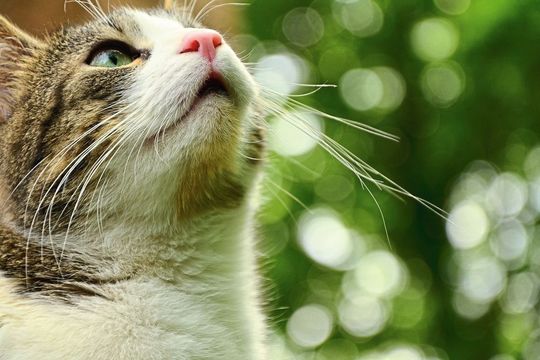 Katze mit Bokeh-Effekt im Hintergrund: Künstliche Intelligenz kann helfen, den Bokeh-Effekt mit dem Einsatz von nur einer Kameralinse umzusetzen. Katze mit Bokeh-Effekt im Hintergrund: Künstliche Intelligenz kann helfen, den Bokeh-Effekt mit dem Einsatz von nur einer Kameralinse umzusetzen.