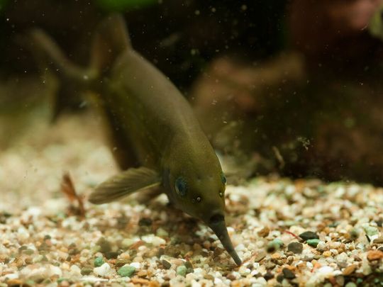 Schwach elektrischer Elefantenrüsselfisch (Gnathonemus petersii) bei der Futtersuche – die ausgesendeten Pulse helfen ihm, in trüben und dunklen Gewässern zu sehen. Schwach elektrischer Elefantenrüsselfisch (Gnathonemus petersii) bei der Futtersuche – die ausgesendeten Pulse helfen ihm, in trüben und dunklen Gewässern zu sehen.