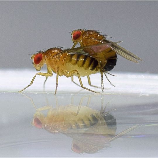 Fruchtfliegen der Art Drosophila melanogaster bei der Paarung Fruchtfliegen der Art Drosophila melanogaster bei der Paarung