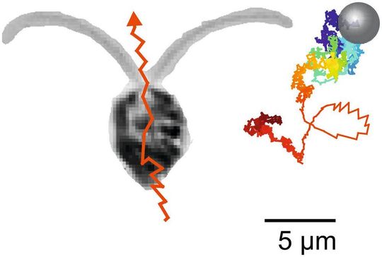 Der Weg einer Tracer-Kugel in Wasser ist gekennzeichnet durch eine irreguläre Bewegung, der Brownschen Molekularbewegung. Nur in dem Moment, wenn eine Alge (Foto l.) vorbei schwimmt, erfährt die Kugel einen Kick (siehe Schleife) und das Wasser wird an dieser Stelle stärker durchmischt. Zu allen anderen Zeiten merkt die Kugel nichts von den schwimmenden Algen im Wasser. Der Weg einer Tracer-Kugel in Wasser ist gekennzeichnet durch eine irreguläre Bewegung, der Brownschen Molekularbewegung. Nur in dem Moment, wenn eine Alge (Foto l.) vorbei schwimmt, erfährt die Kugel einen Kick (siehe Schleife) und das Wasser wird an dieser Stelle stärker durchmischt. Zu allen anderen Zeiten merkt die Kugel nichts von den schwimmenden Algen im Wasser.