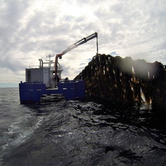 In 2017, the production of farmed kelp in Norway was 145 tons. However, by 2050 the production is projected to reach 20 million tons. The image shows kelp farming by Frøya in Sør-Trøndelag. In 2017, the production of farmed kelp in Norway was 145 tons. However, by 2050 the production is projected to reach 20 million tons. The image shows kelp farming by Frøya in Sør-Trøndelag.