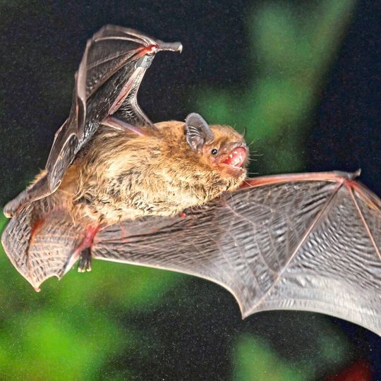 Mückenfledermaus Pipistrellus-pygmaeus beim Flug Mückenfledermaus Pipistrellus-pygmaeus beim Flug
