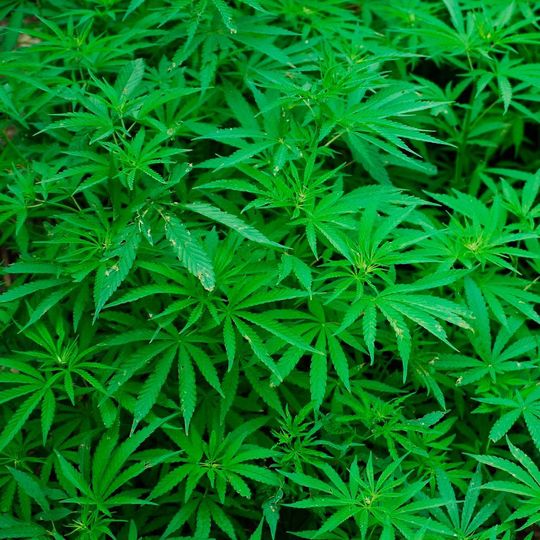 Das Bundesinstitut für Arzneimittel und Medizinprodukte (BfArM) hat die Einfuhr von Cannabis aus Kolumbien und Uruguay gestattet. Das Bundesinstitut für Arzneimittel und Medizinprodukte (BfArM) hat die Einfuhr von Cannabis aus Kolumbien und Uruguay gestattet.