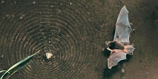 Die Wasserfledermaus verdankt ihren deutschen Namen ihrem Jagdverhalten. Neben Krabbeltieren lässt sie sich gerne auch kleine Fischchen schmecken.