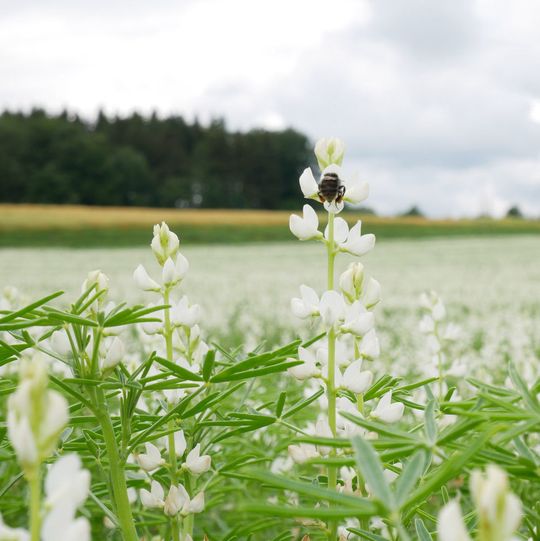 Die Nationale Forschungsstrategie Bio Ökonomie 2030 der Bundesregierung fokussiert auf ein nachhaltiges Wirtschaften mit biobasierten Rohstoffen. Die Nationale Forschungsstrategie Bio Ökonomie 2030 der Bundesregierung fokussiert auf ein nachhaltiges Wirtschaften mit biobasierten Rohstoffen.