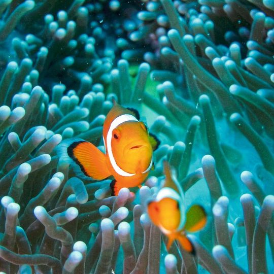 Clownfische werden vergleichsweise alt und eignen sich damit als Tiermodell für die Altersforschung. Clownfische werden vergleichsweise alt und eignen sich damit als Tiermodell für die Altersforschung.