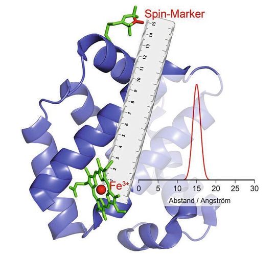 Das Fe(3+)-Ion im katalytischen Zentrum verhält sich wie ein Magnet: Ändert er seine Polung, ruft das bei dem ebenfalls magnetischen Marker ein Echo hervor, aus dem sich der Abstand errechnen lässt.