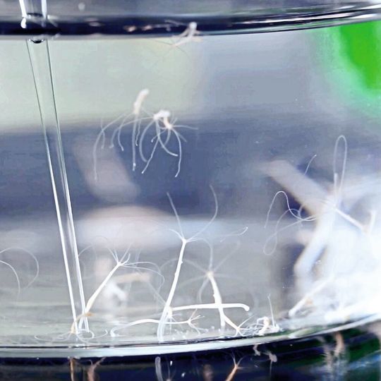 Das Beispiel des Süßwasserpolypen Hydra zeigt, dass eine Überfütterung des Mikrobioms möglichweise zur Krankheitsentstehung beiträgt. Das Beispiel des Süßwasserpolypen Hydra zeigt, dass eine Überfütterung des Mikrobioms möglichweise zur Krankheitsentstehung beiträgt.