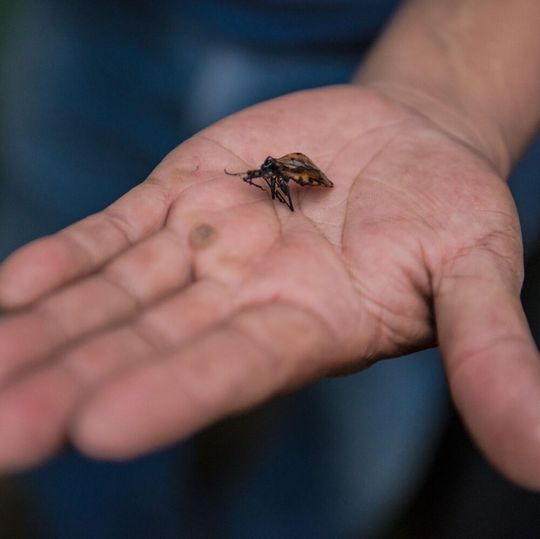 Caused by the parasite Trypanosoma cruzi, Chagas disease is passed on through infected insects. Caused by the parasite Trypanosoma cruzi, Chagas disease is passed on through infected insects.