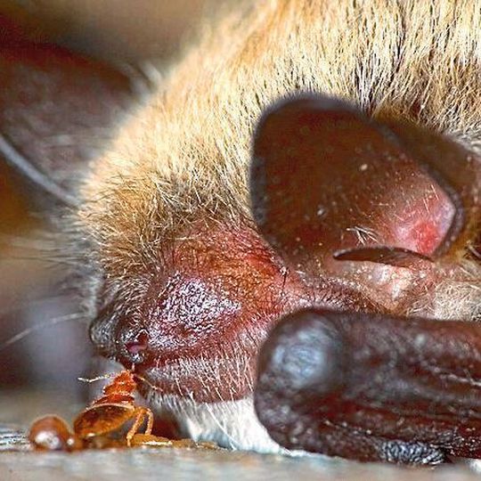 Die meisten Bettwanzenarten nutzen Fledermäuse als Wirt. Hier ist eine nordamerikanische Art zu sehen, die Blut aus der Nase einer Fledermaus saugt. Entgegen bisheriger Annahmen, konnten Klaus Reinhardt und sein Team nun beweisen, dass Fledermäuse nicht die ersten Wirte der kleinen Blutsauger waren. Die meisten Bettwanzenarten nutzen Fledermäuse als Wirt. Hier ist eine nordamerikanische Art zu sehen, die Blut aus der Nase einer Fledermaus saugt. Entgegen bisheriger Annahmen, konnten Klaus Reinhardt und sein Team nun beweisen, dass Fledermäuse nicht die ersten Wirte der kleinen Blutsauger waren.