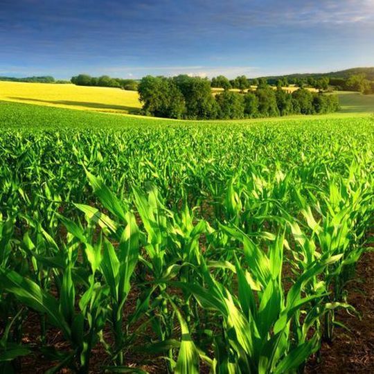 By 2022, Orlen aims to increase its fertilizer production capacity in Wloclawek by 50 % to 1.461 million tonnes per year to meet growing demand. By 2022, Orlen aims to increase its fertilizer production capacity in Wloclawek by 50 % to 1.461 million tonnes per year to meet growing demand.