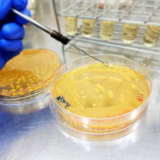 Engineered bacteria that produce grape flavoring. Engineered bacteria that produce grape flavoring.