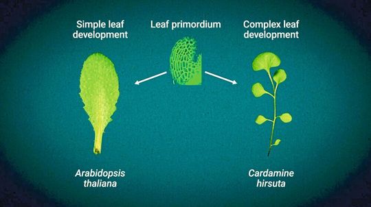 Das einfache Blatt der Ackerschmalwand (links) und das komplexere Blatt des Behaarten Schaumkrauts (rechts) entstehen beide aus einer ähnlichen Knospe.