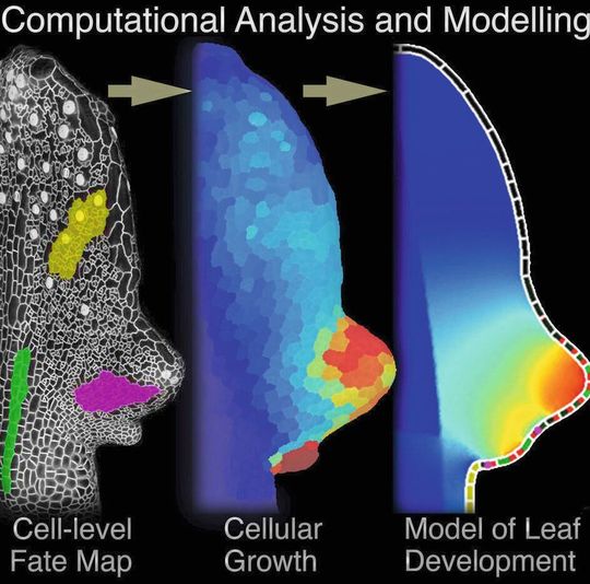 Mittels Mikroskopie und Computeranalyse können Forscher die Entstehung eines Blattes im Detail verfolgen. Mittels Mikroskopie und Computeranalyse können Forscher die Entstehung eines Blattes im Detail verfolgen.