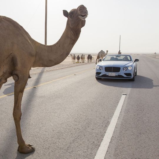 Volkswagen liegt in Saudi-Arabien mit einem Ex-Bentley-Händler im Clinch. Volkswagen liegt in Saudi-Arabien mit einem Ex-Bentley-Händler im Clinch.