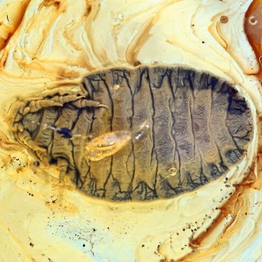 Bauchansicht der Larve eines Fächerflüglers, die in einem nur etwa fünf Millimeter großen baltischen Bernstein eingeschlossen ist. Bauchansicht der Larve eines Fächerflüglers, die in einem nur etwa fünf Millimeter großen baltischen Bernstein eingeschlossen ist.