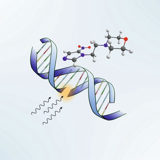 Durch Strahlung werden Strangbrüche in der DNA erzeugt. Das Nimorazol-Molekül dockt dort an, wo der DNA-Strang gebrochen ist und verhindert damit die Reparatur in der Krebszelle. Durch Strahlung werden Strangbrüche in der DNA erzeugt. Das Nimorazol-Molekül dockt dort an, wo der DNA-Strang gebrochen ist und verhindert damit die Reparatur in der Krebszelle.