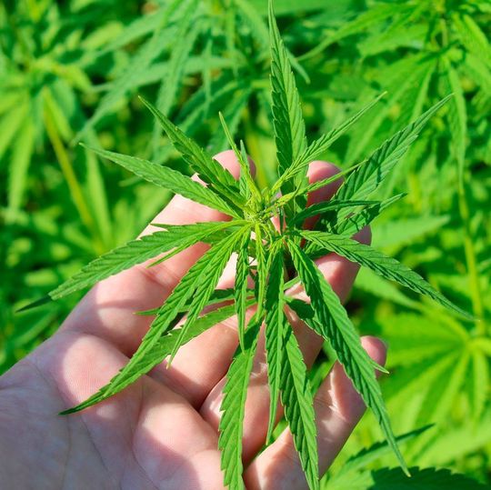 Das Bfarm hat die verbliebenen vier Zuschläge für den Anbau von Cannabis zu medizinischen Zwecken erteilt. Das Bfarm hat die verbliebenen vier Zuschläge für den Anbau von Cannabis zu medizinischen Zwecken erteilt.