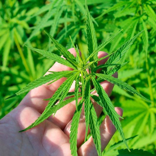 Das BfArM hat die verbliebenen vier Zuschläge für den Anbau von Cannabis zu medizinischen Zwecken erteilt. Das BfArM hat die verbliebenen vier Zuschläge für den Anbau von Cannabis zu medizinischen Zwecken erteilt.