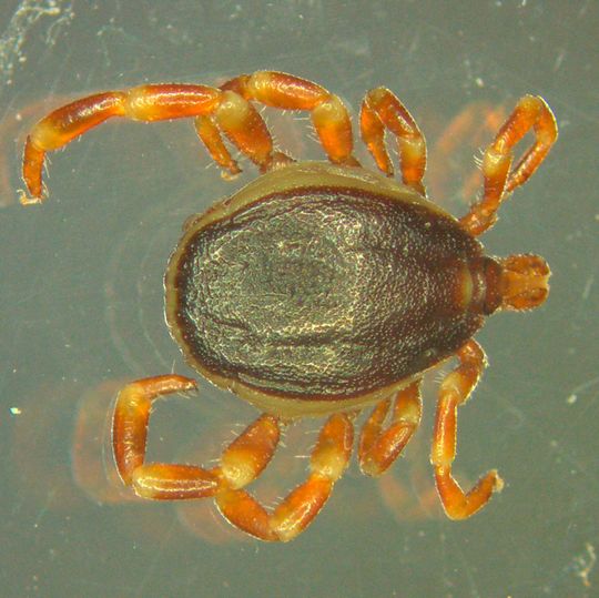 Die Hyalomma-Zecke ist wieder da: Erstmalig konnte sie in Deutschland überwintern. Die Hyalomma-Zecke ist wieder da: Erstmalig konnte sie in Deutschland überwintern.