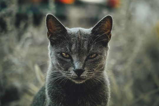 Ähnlich wie in der Tierwelt, machen sich auch bei uns Warnsignale in der Mimik und Gestik bemerkbar. Ähnlich wie in der Tierwelt, machen sich auch bei uns Warnsignale in der Mimik und Gestik bemerkbar.