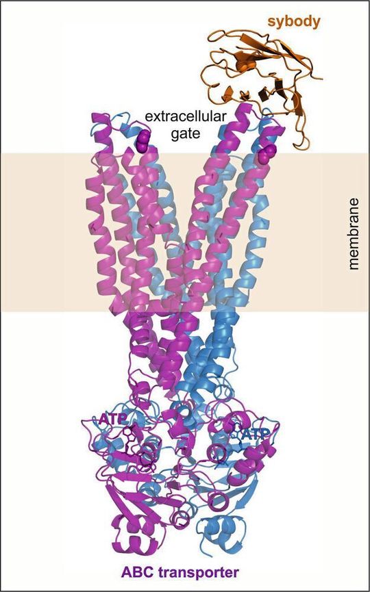Dreidimensionales Modell eines ABC-Transporters (blau-violett) mit extrazellulärer Pforte (oben), Transmembran-Segment (Mitte) und intrazellulärem Motor (unten), an dem ATP gespalten wird. Der künstliche Antikörper (orange) dockt an der extrazellulären Pforte an.