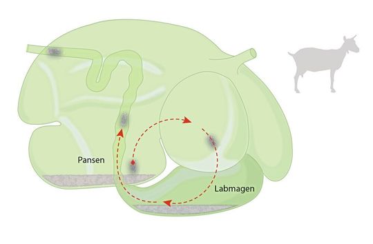 Der Sand sinkt im Pansen nach unten und sammelt sich im Labmagen, passiert den Darm und wird im Kot ausgeschieden.