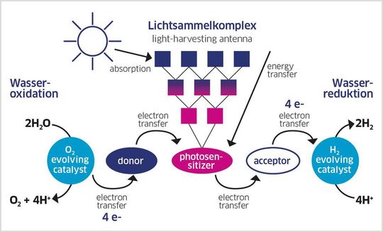 Abb.3: Im AK Würthner untersuchen die Forscher lediglich die Wasseroxidation. Die dabei frei werdenden Elektronen nimmt ein Opferreagenz als Akzeptor auf, und verhindert in diesem Fall, dass die Reaktion bis zur H2-Bildung weitergeht. Diese erforschen andere Teams an der Universität Würzburg.