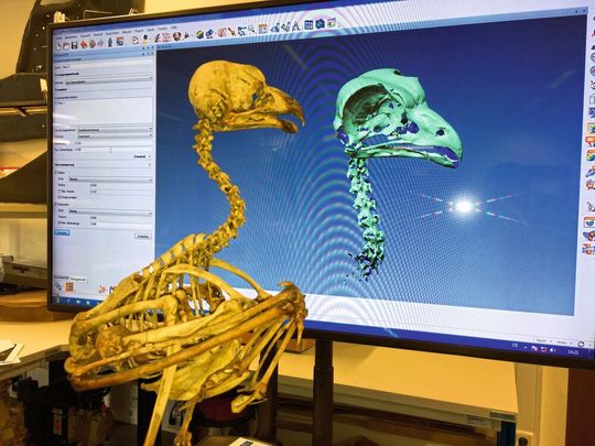 Das Forschungsteam hat Computermodelle des Eulen-Skeletts generiert und die Freiheitsgrade der drei Drehachsen erfasst.