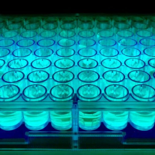 Die Chemiker führen ein Screening einer Vielzahl an Substraten in Gegenwart eines Photokatalysators durch, mit dem chemische Reaktionen durch Licht ausgelöst und gesteuert werden. Die Chemiker führen ein Screening einer Vielzahl an Substraten in Gegenwart eines Photokatalysators durch, mit dem chemische Reaktionen durch Licht ausgelöst und gesteuert werden.