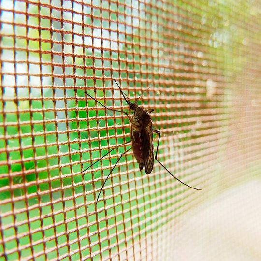 Researchers have found a toxin which targets the group of mosquitoes that are responsible for transmitting malaria. Researchers have found a toxin which targets the group of mosquitoes that are responsible for transmitting malaria.