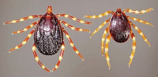 Die Hyalomma-Zecke hat auffällig geringelte Beine.