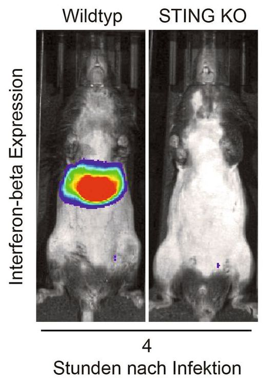 Mäuse, in denen der cGAS/STING-Signalweg ausgeschaltet wurde (STING KO) zeigen nach der CMV-Infektion eine verminderte Immunantwort in der Leber, aber überleben die Virusinfektion.